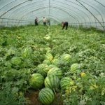 西瓜专用多功能棚膜 西瓜专用多功能棚膜