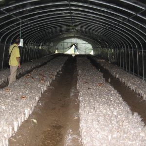 Anti-Sunshine mushroom Greenhouse PE Film