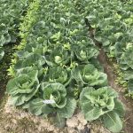 Biodegradable Mulch Film Biodegradable Mulch Film